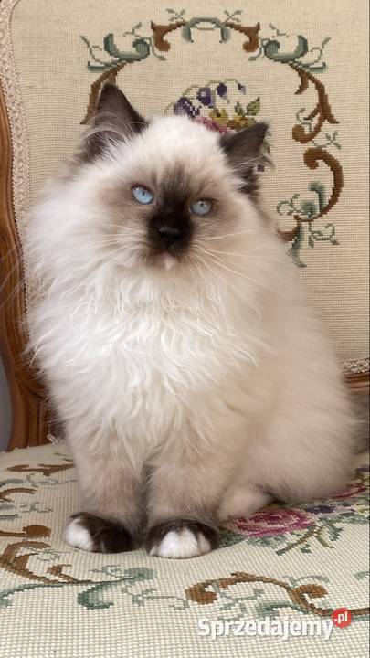 Kotki ragdoll gotowe do odbioru Grodzisk Mazowiecki