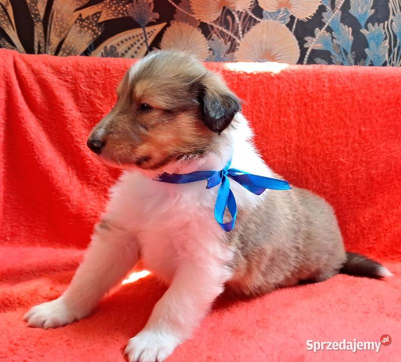 Owczarek szkocki Collie długowłosy szczeniaczki łódzkie Bełchatów