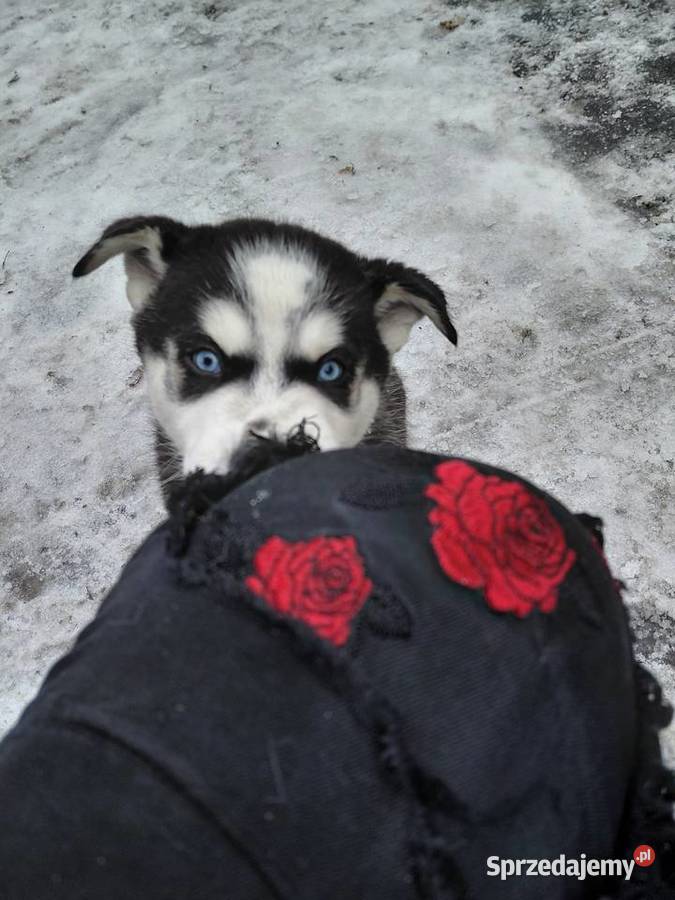 Husky Syberian Pies Inowrocław