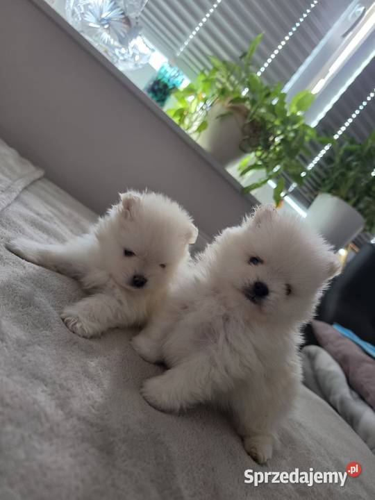 Szpic miniaturowy XS doskonałych rodzicach pomorskie Rumia