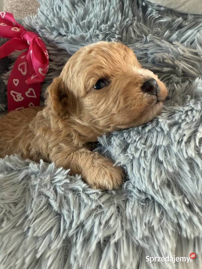 BichpooPoochon Maltipoo Pozostałe pomorskie Czarnówko sprzedam