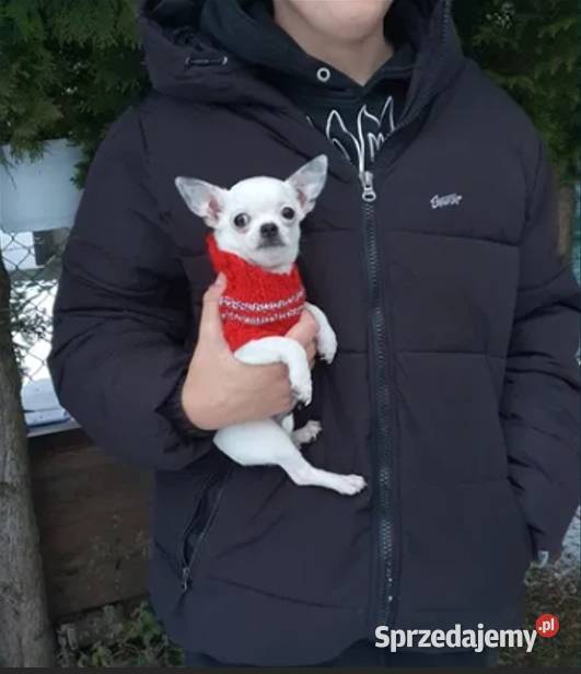 Chihuahua Cziłała cudny biały piesek Dyzio