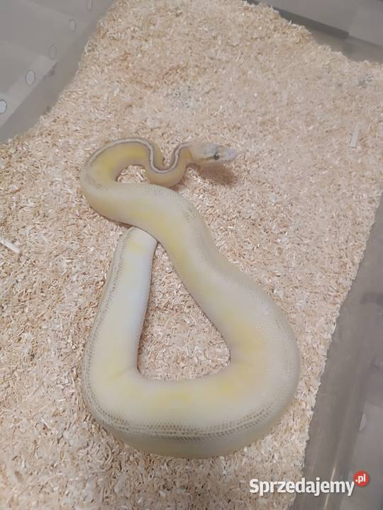 Pyton królewski Super Bongo postave YB samiec Gady i płazy Częstochowa