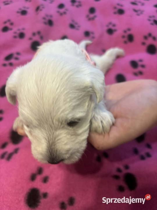 Sznaucerki Sznaucer Gniezno