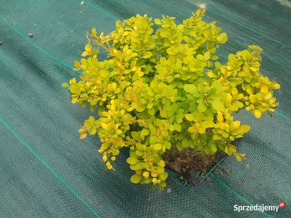 Berberysy Karlowe Tarnów