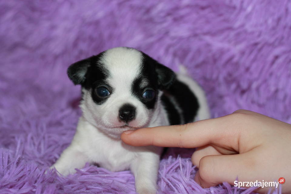 Chihuahua ZKwP FCI prawdziwy rodowód zachodniopomorskie Świnoujście sprzedam