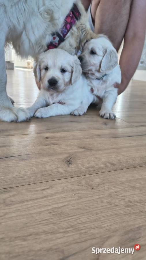 Szczenię Golden retriever zachodniopomorskie Rusowo