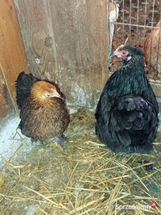 Sprzedam kury kochinki miniaturki Ptaki sprzedam
