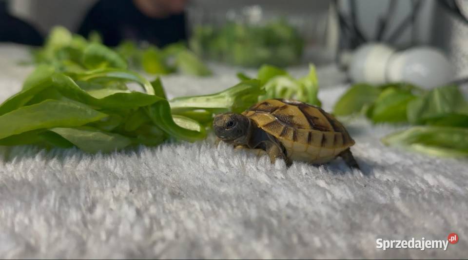 Sprzedam żółwie