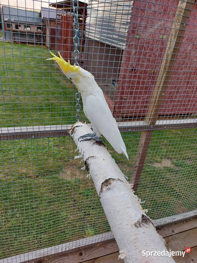 Kakadu żółtolica samiec oswojony