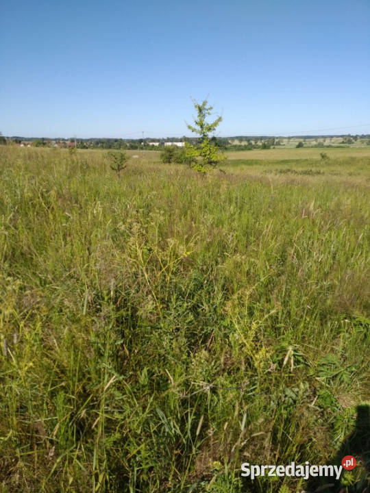 do miasta i do lasu z działki Sprzedaż