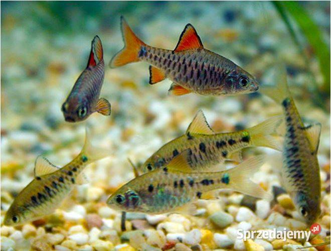 Brzanka wielkołuska Puntius oligolepis WYSYŁKA pomorskie Gdańsk