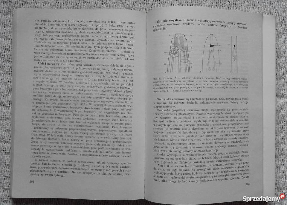 Bezkręgowce Czesław Jura sprzedam