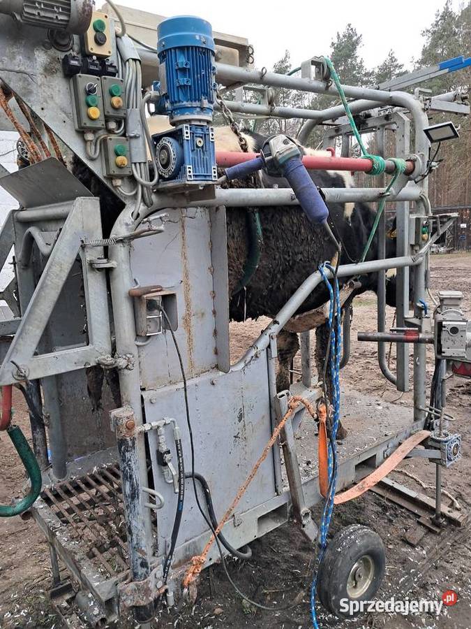 Peofesionalna korekcja racic Ciechanowiec