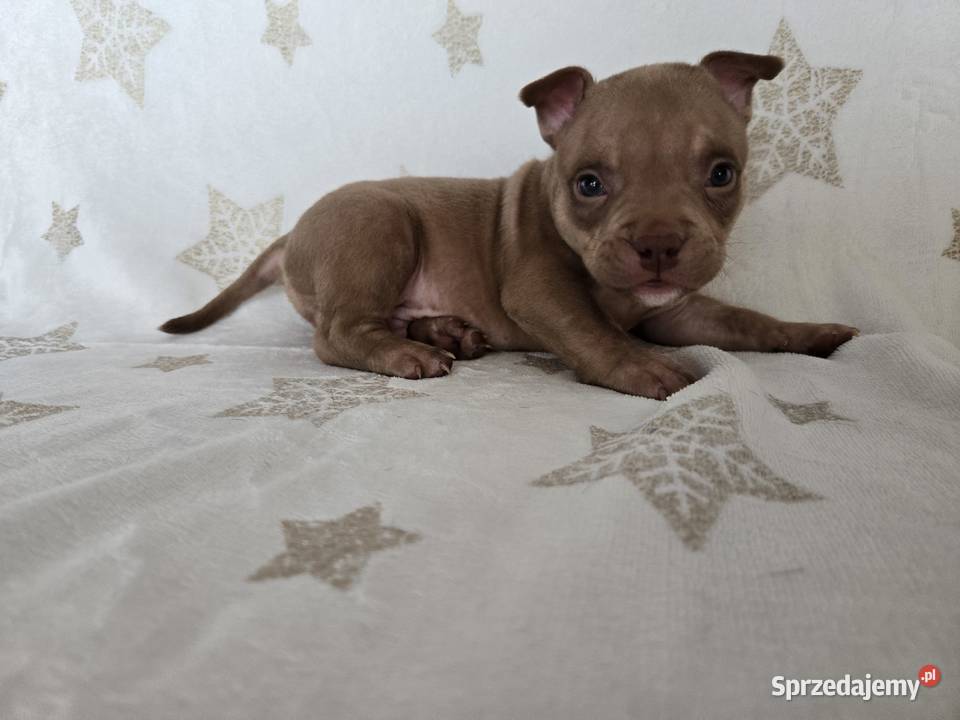 Śliczne szczenięta American Bully Pocket Marle