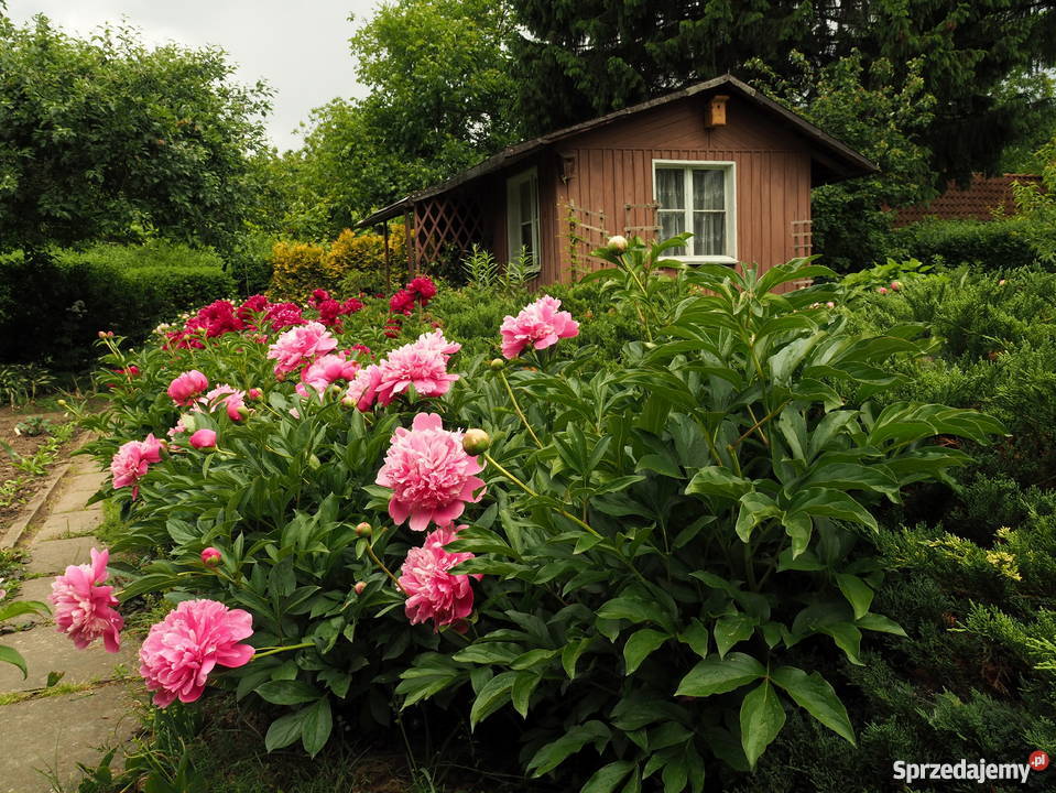 Działka w ROD Czerniaków sprzedam Warszawa sprzedam