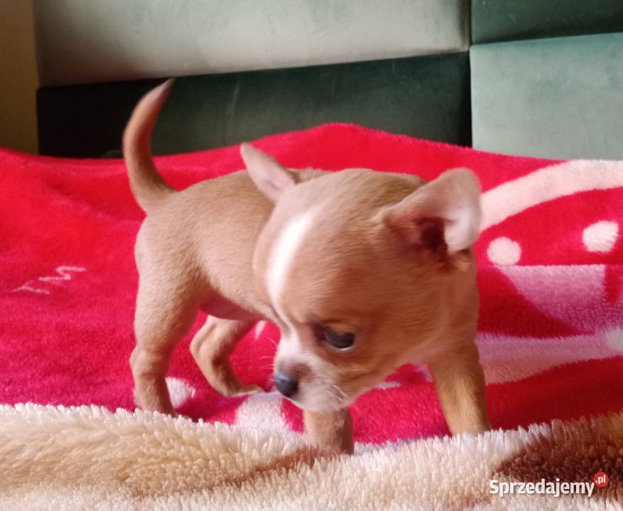 Chihuahua suczka biała i bezowa opolskie Jasienica Dolna