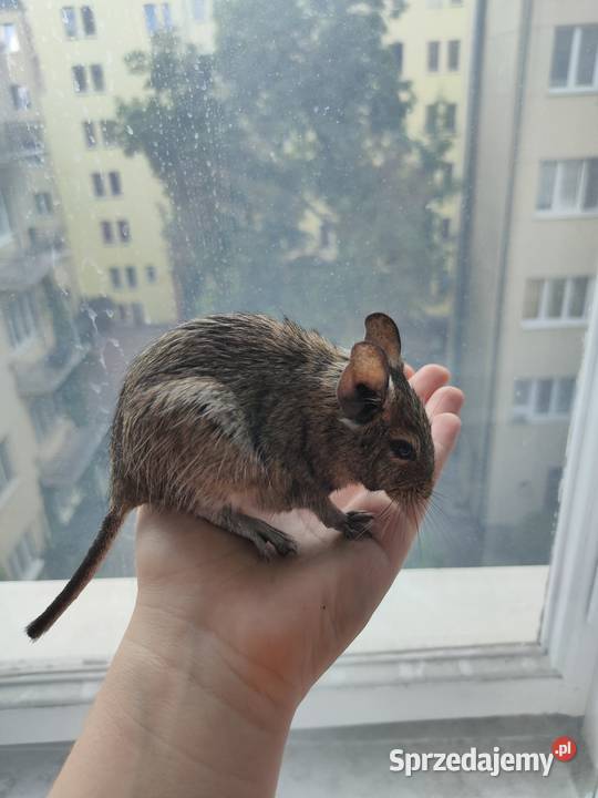 Koszatniczki Samiczki Duża Klatka Kanie