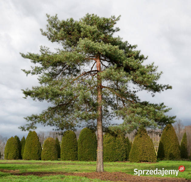 SOSNA POSPOLITA Pinus sylvestris NASIONA 2000 Lubanie