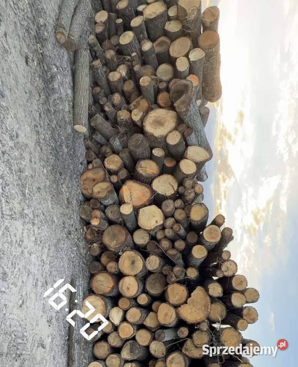 Drewno opałowe brzoza grabdab sosna akacja Leśnictwo mazowieckie Ciechanów