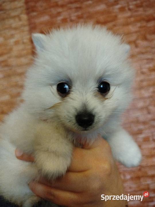 szpic mały do rezerwacji świętokrzyskie Skalbmierz sprzedam