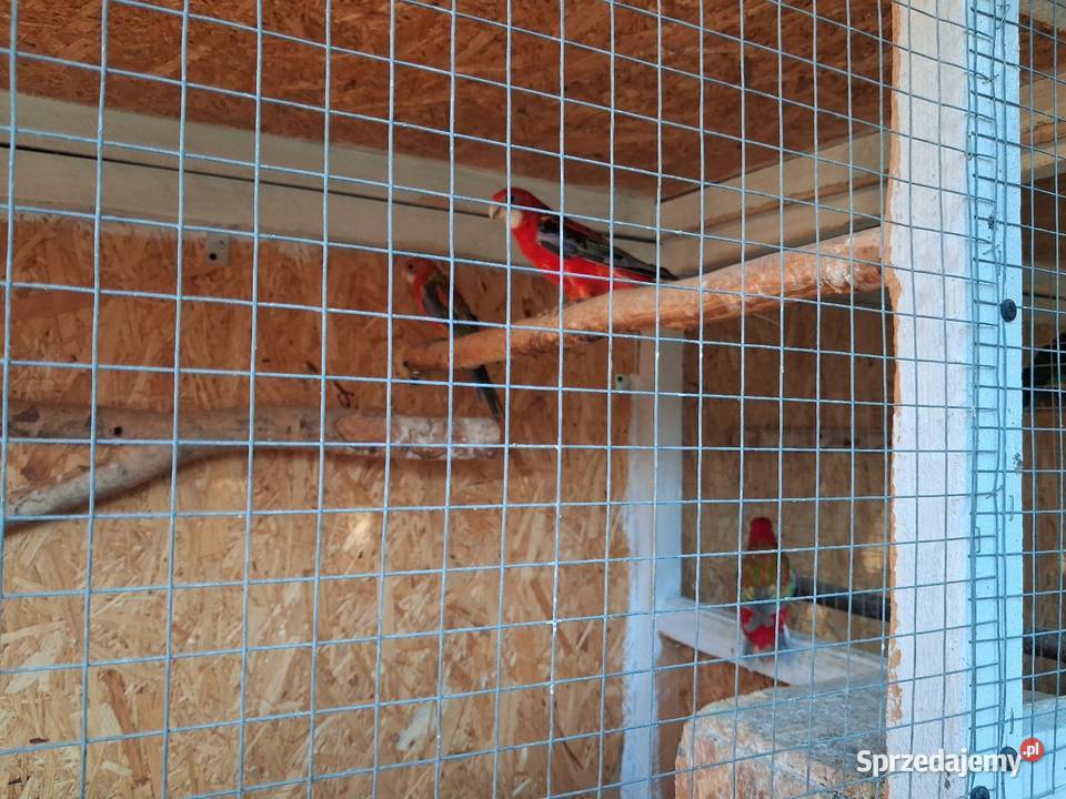 Młode papugi rozelle Zwierzęta Lublin