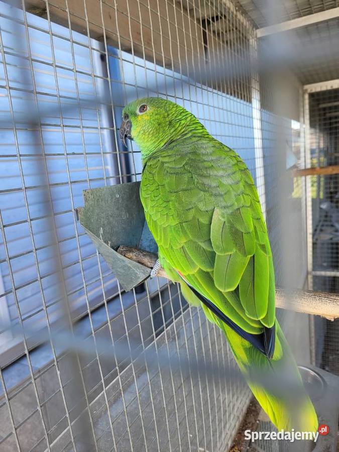 Amazonka niebieskoczelna szuka nowego domu Ptaki Kleszczów