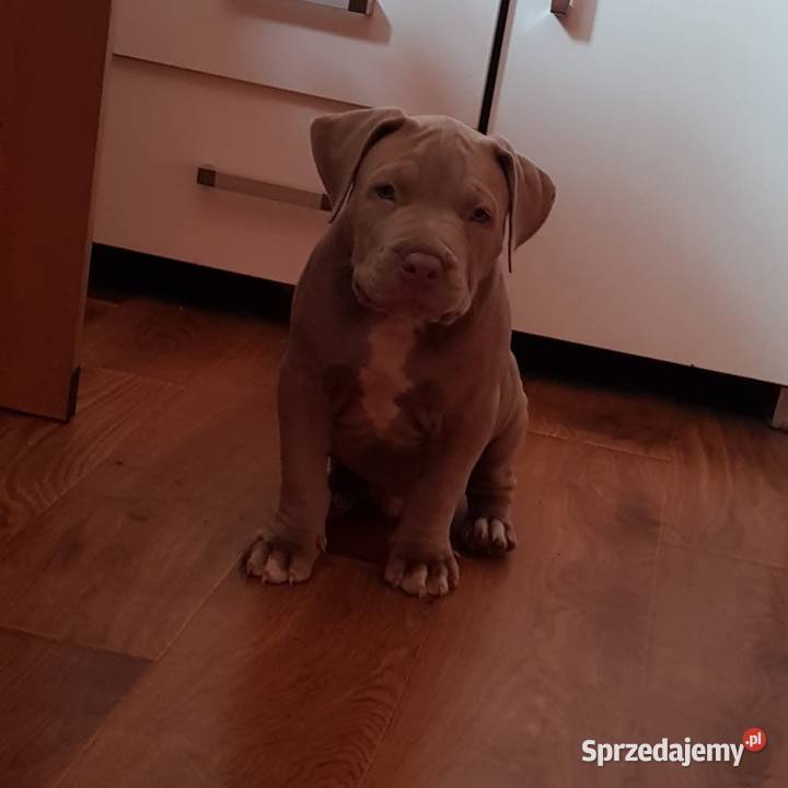 Amerykański Pit Bull Terrier szczenięta Opole