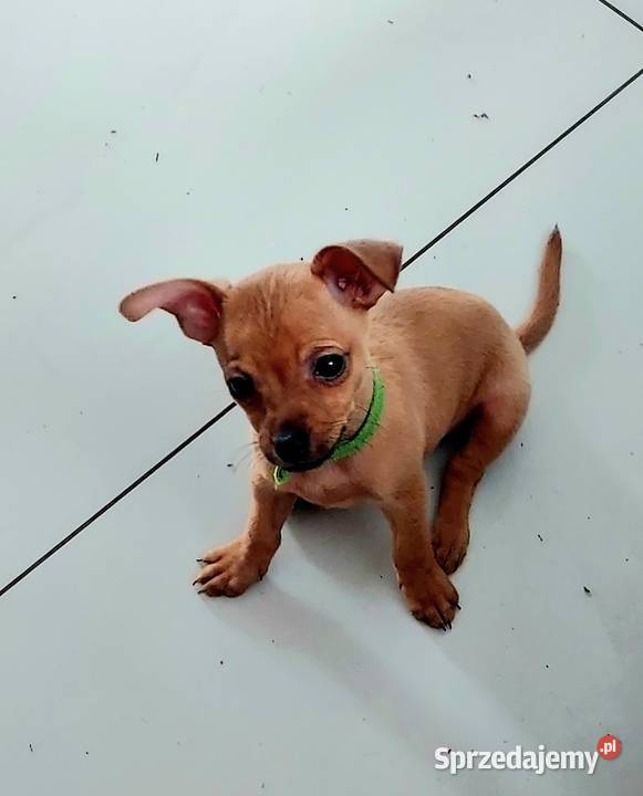 Pinczer Miniaturowy mazowieckie Radom