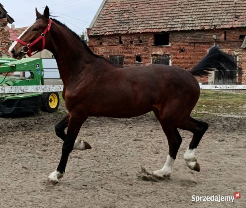Malowany ogier z matki KWPN Konie Rawicz sprzedam