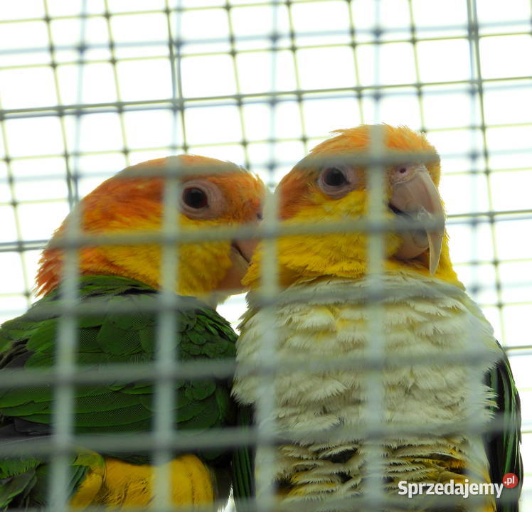 Redukcja hodowli sprzedam papugi Barwinki śląskie Cieszyn