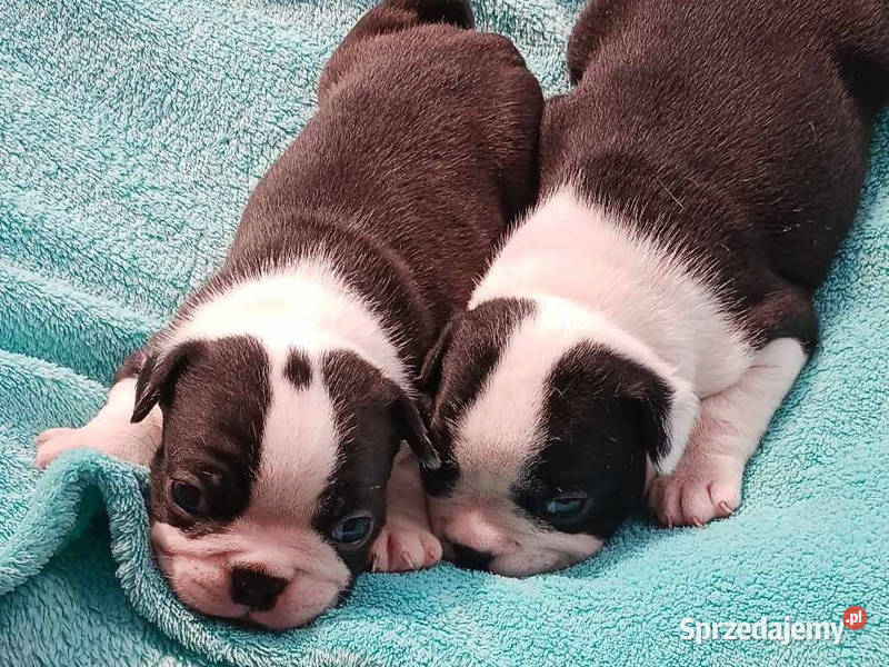 Boston Terrier Ostrów Wielkopolski sprzedam