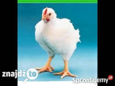 BROJLERY 3 tygodniowe Przemyśl