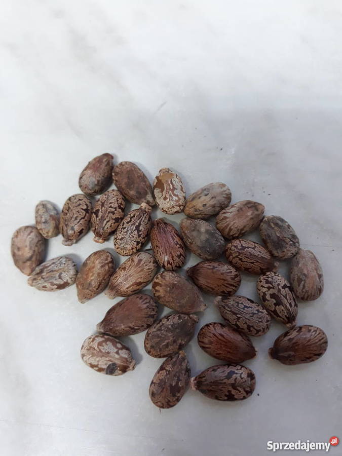 Nasiona Rącznik Kasztanowiec Anty kret Łódź