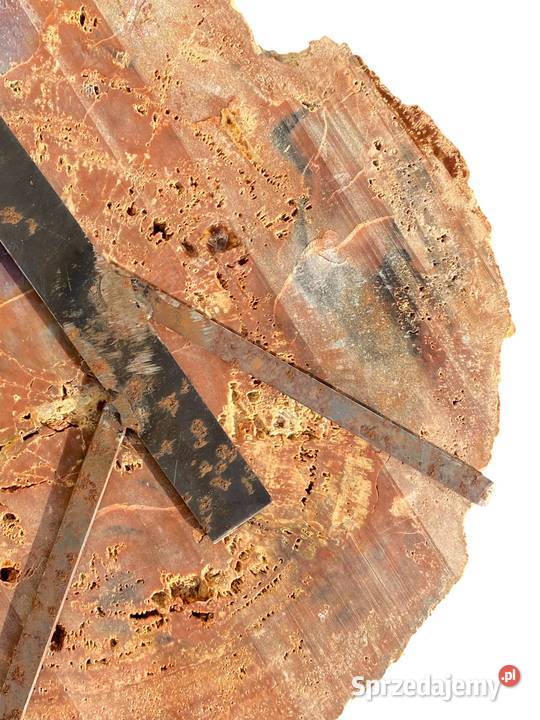 002 Wielkie skamieniałe drewno Rainbow Wood 41 x Gryfice