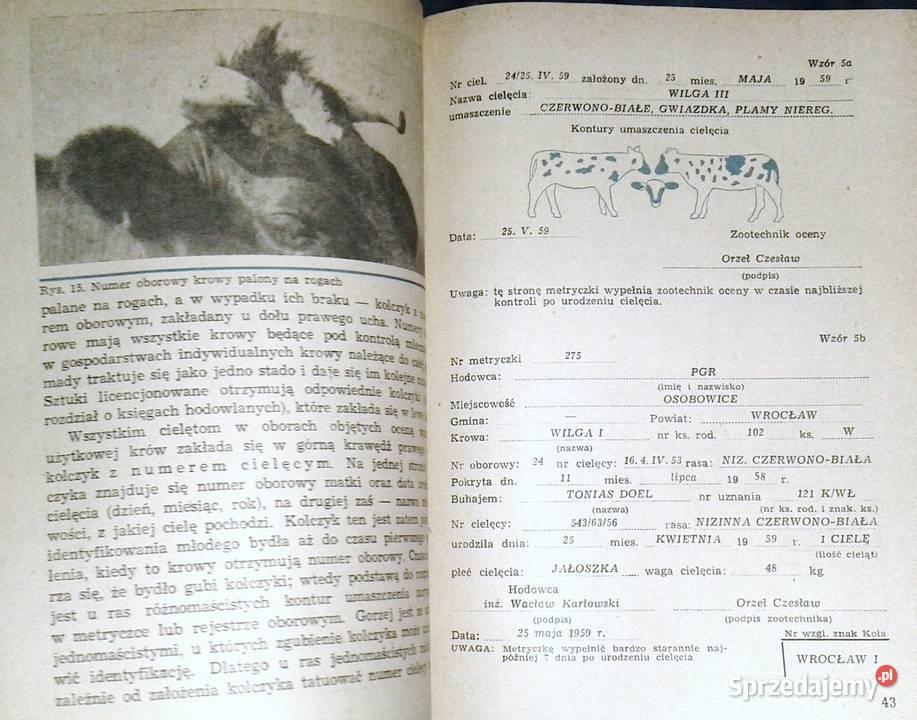 Krowa mleczna Henryk Jasiorowski Rok wydania 1968 lubelskie Chełm