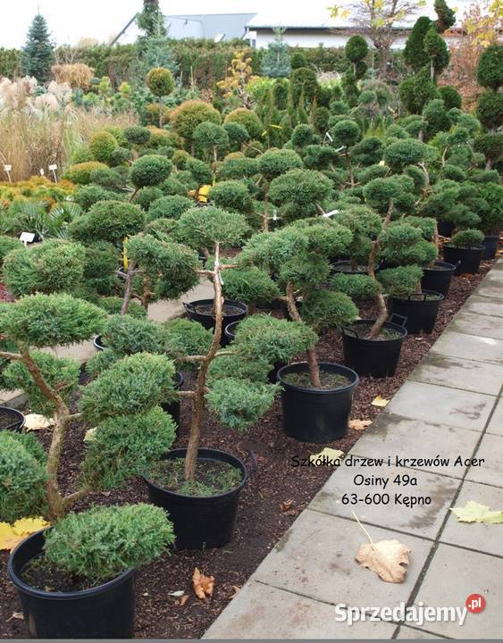 Bonsai wygibasy jałowiec formowany Osiny 49a Rośliny Kępno