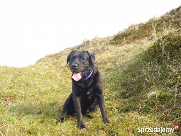 Krycie czarny labrador szuka suczki łódzkie Łódź