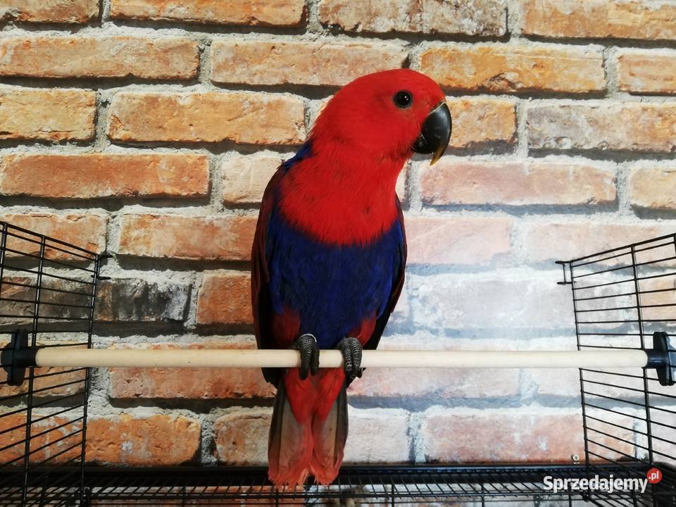 Lora Wielka barwnica samica obrączkowana 2020 Szczecin sprzedam