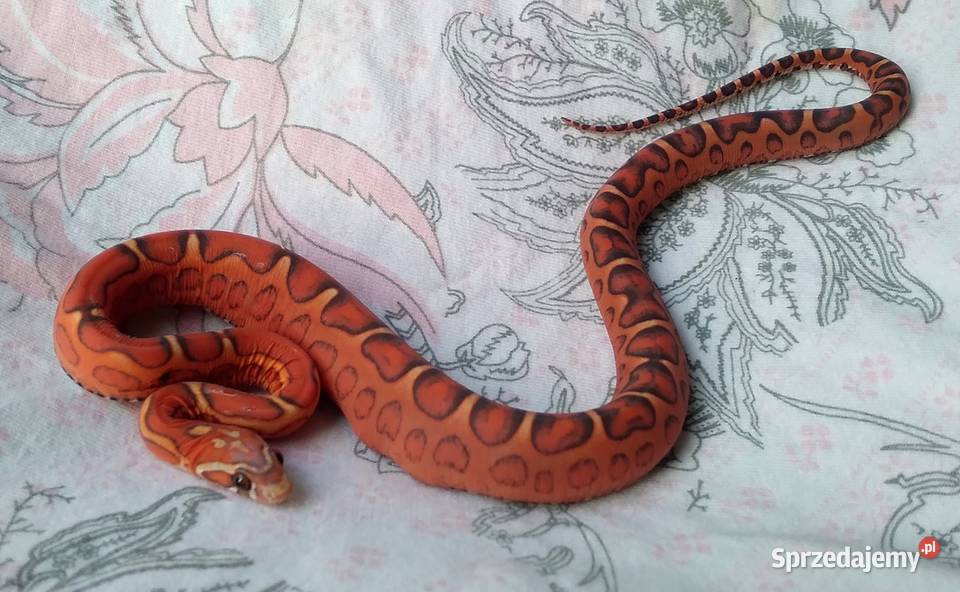 Wąż zbożowy SCALELESS węże zbożowe Red Factor