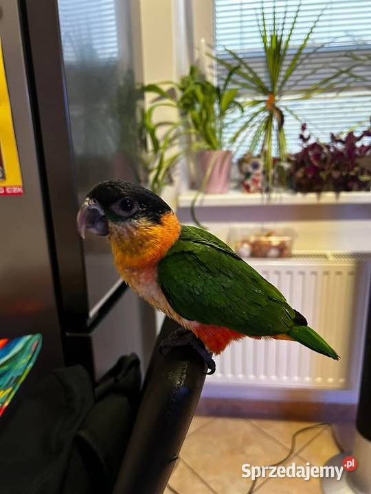 Barwinka ręcznie karmiona śląskie