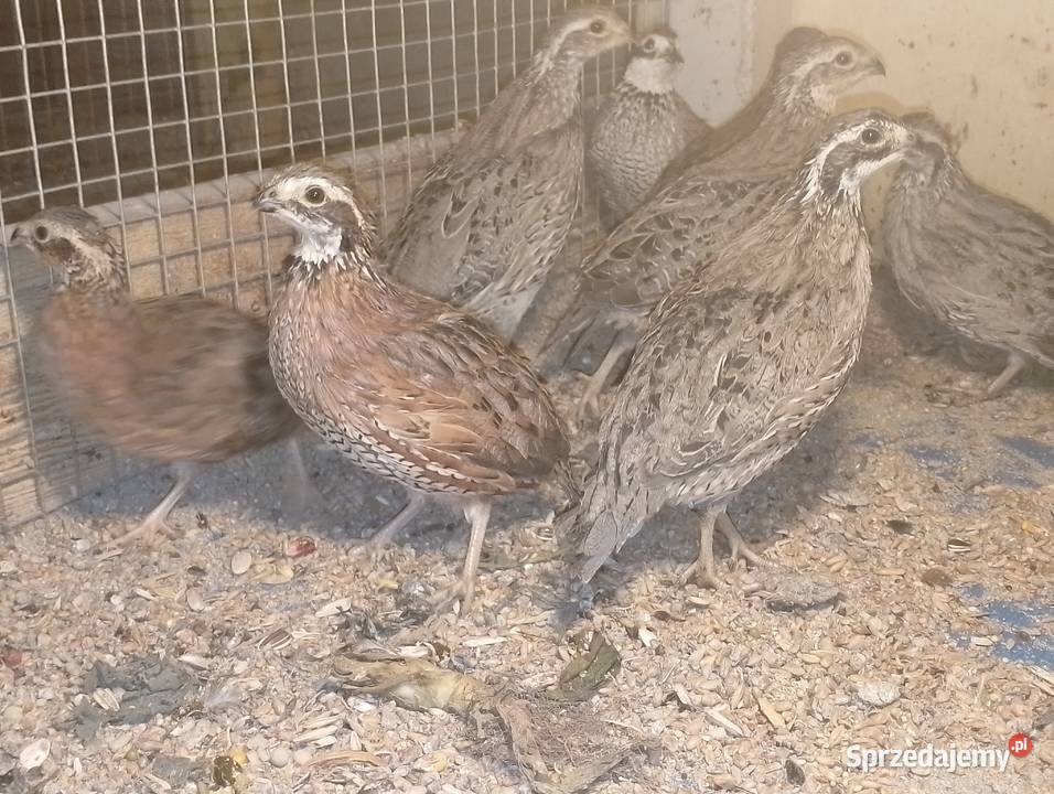 Przepióry wirginijskie Dubin sprzedam