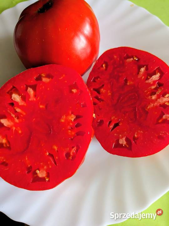Big Zac pomidor Rekord świata Gigant nasiona