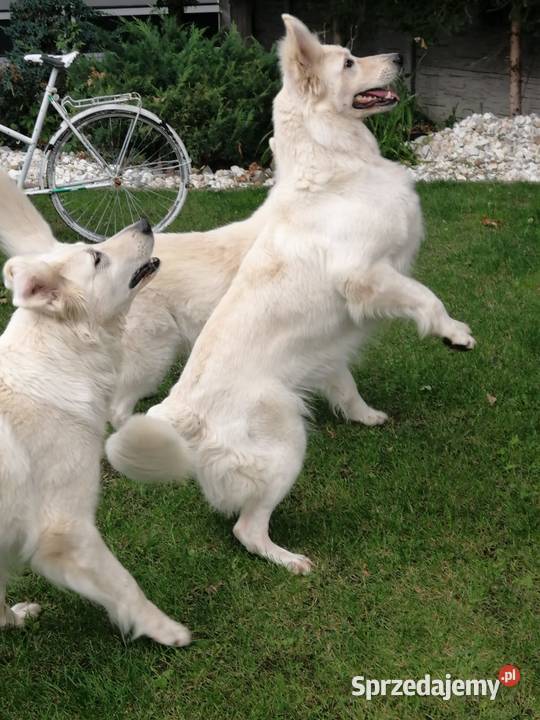 Bialy owczarek szwajcarski gotowe do odbioru Owczarek Wschowa