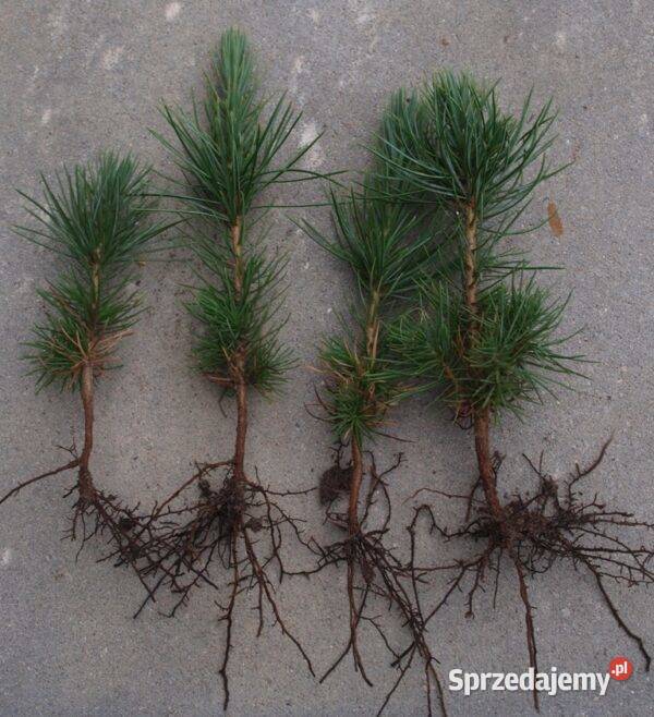Sosna Aristata oścista siewki sadzonki kopane z Kępno