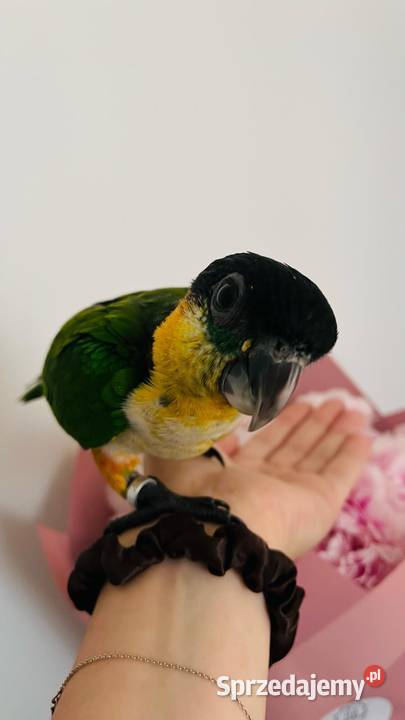 Barwinki czarnogłowe ręcznie karmione Mikołów