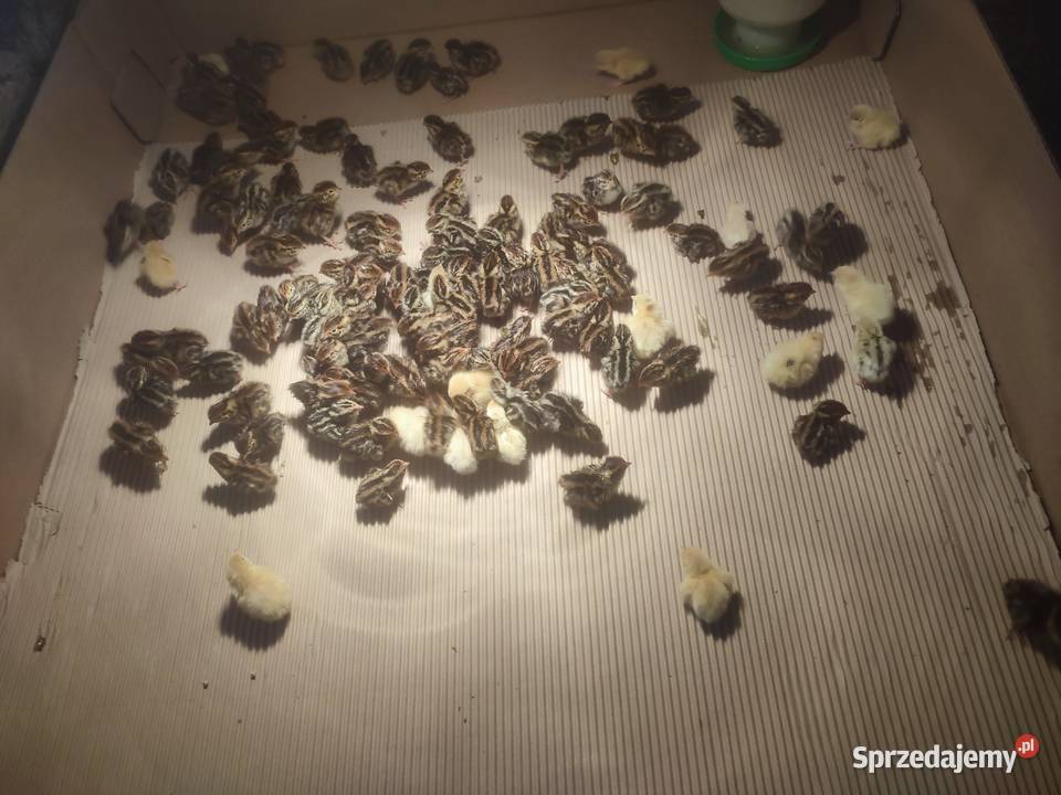 Pisklaki nioski przepiórek Komorniki