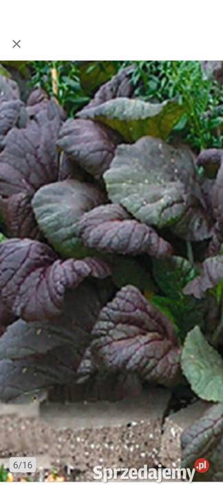 Rosja Dynia bezłupinowa nasiona kolekcjonerskie Kraków