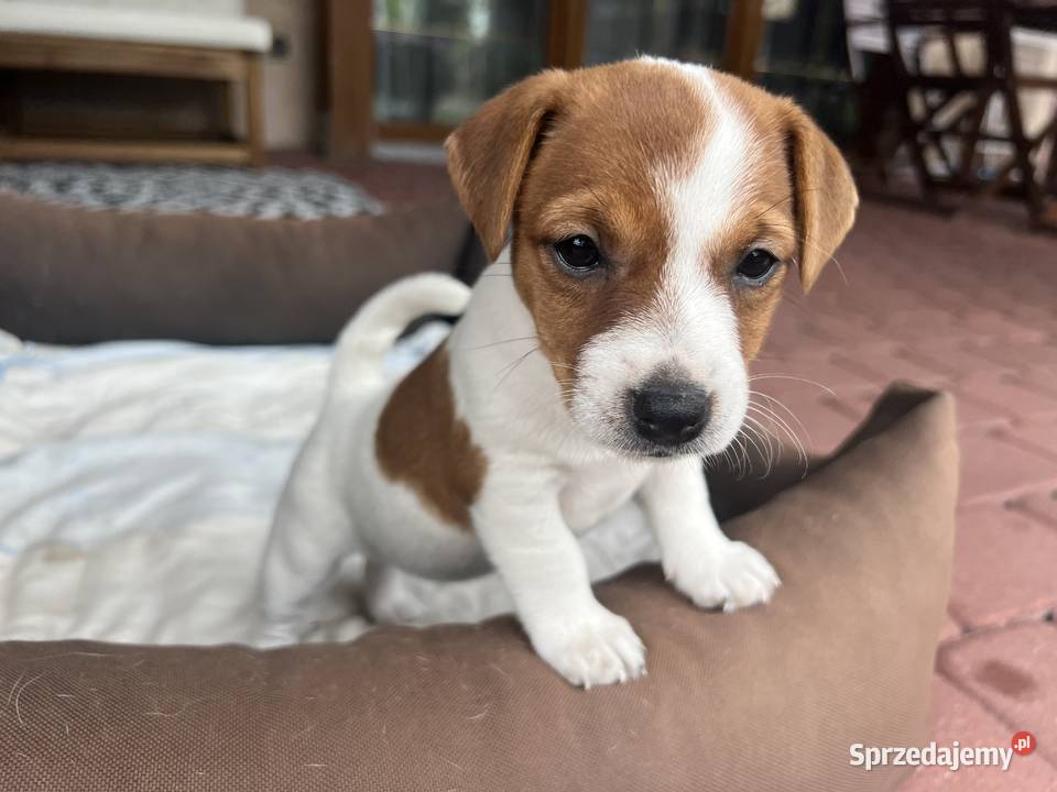 Jack Russell Terrier lubelskie Lubartów sprzedam