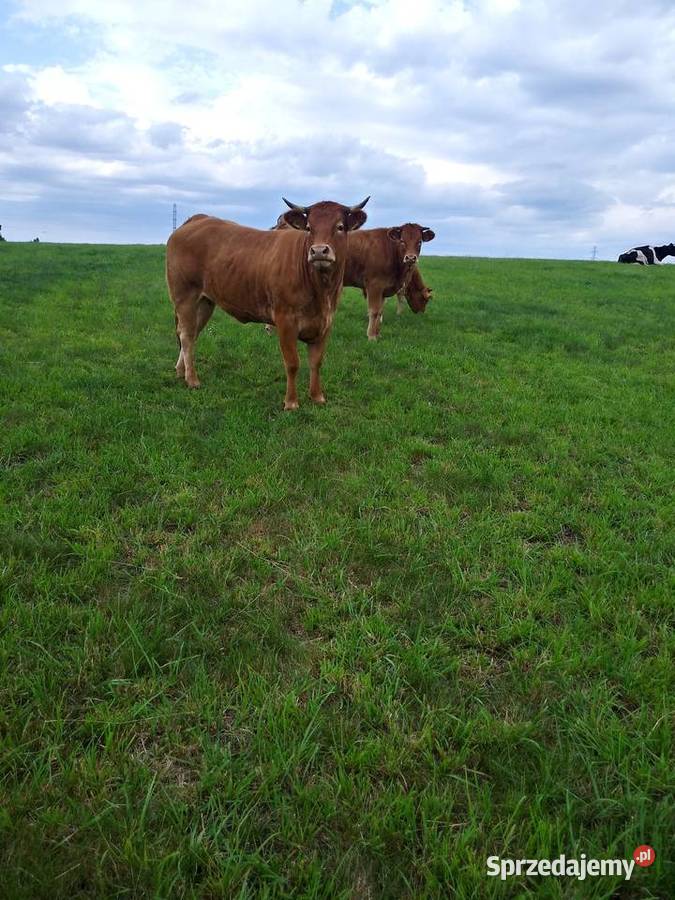 4 jałówki 100 LM Limousine Warszkowo